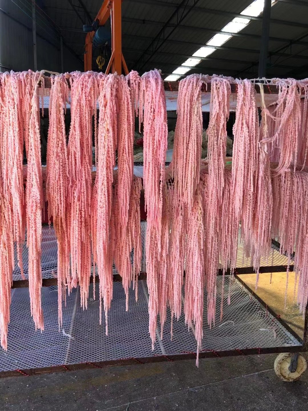 Amaranth Caudatus Natural Pink White Preserved Amaranthus Flowers Hanging Beads For Weddings Christmas Halloween Decorations