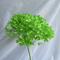 viridis