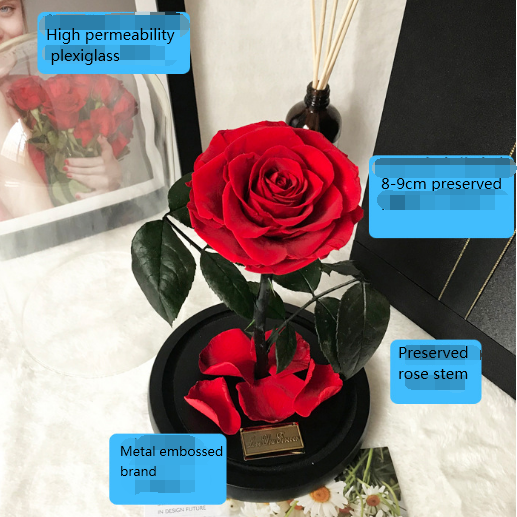 beauty and the beast to Preserved flower preserved rose in glass dome valentine gifts