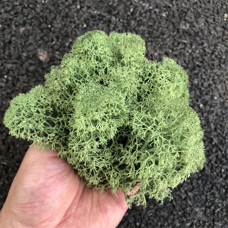 500g Preserved Reindeer Craft Moss Natural White DIY Kit Terrariums Garden Art Wall Preserved Plants Moss
