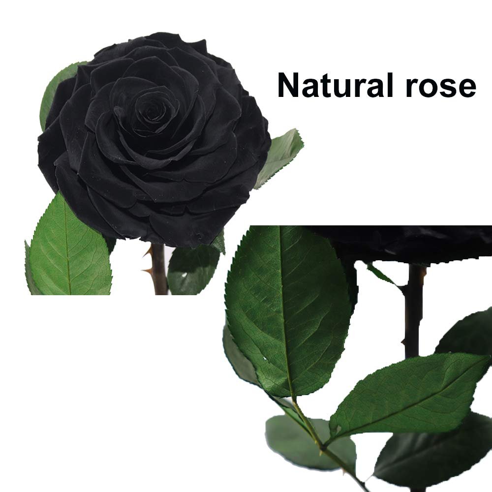 Black Three Roses Preserved Roses Glass Dome 2024 Real Touch Eternal Roses Preserved Flowers Wholesale for Home Wedding Decor