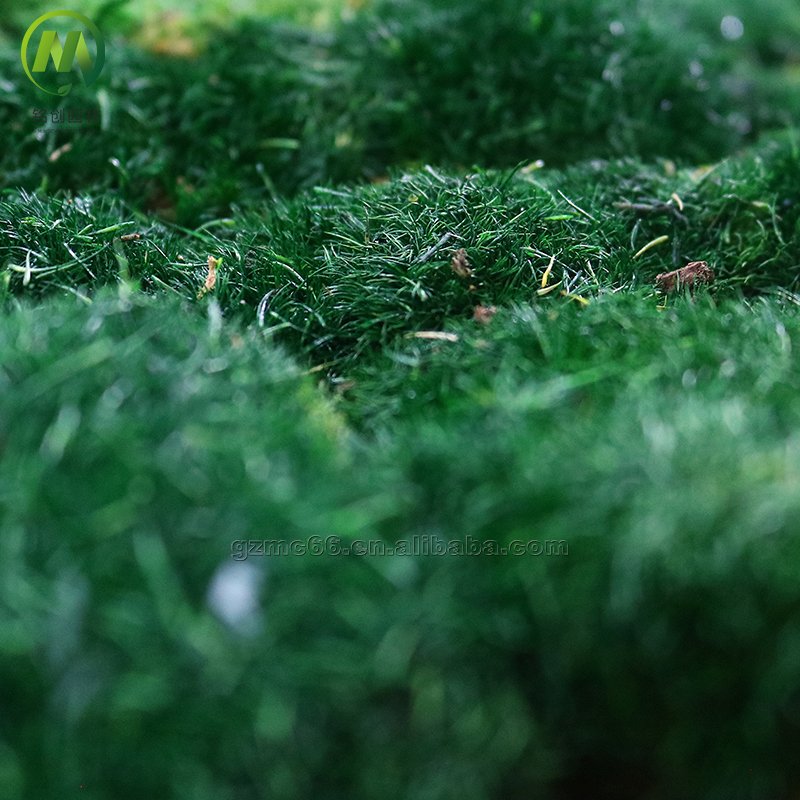 Natural Real Moss Wall Art Frame For Home Office Decor Green Wall Moss Natural Preserved Moss Wall