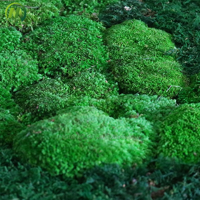 Natural Real Moss Wall Art Frame For Home Office Decor Green Wall Moss Natural Preserved Moss Wall