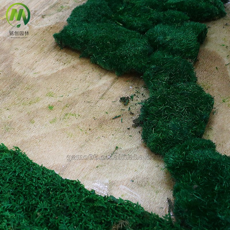 Natural Real Moss Wall Art Frame For Home Office Decor Green Wall Moss Natural Preserved Moss Wall