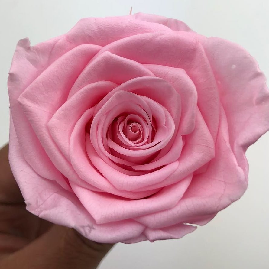 Cheap Wholesale from China flowers box Eternal Forever Preserved Flower