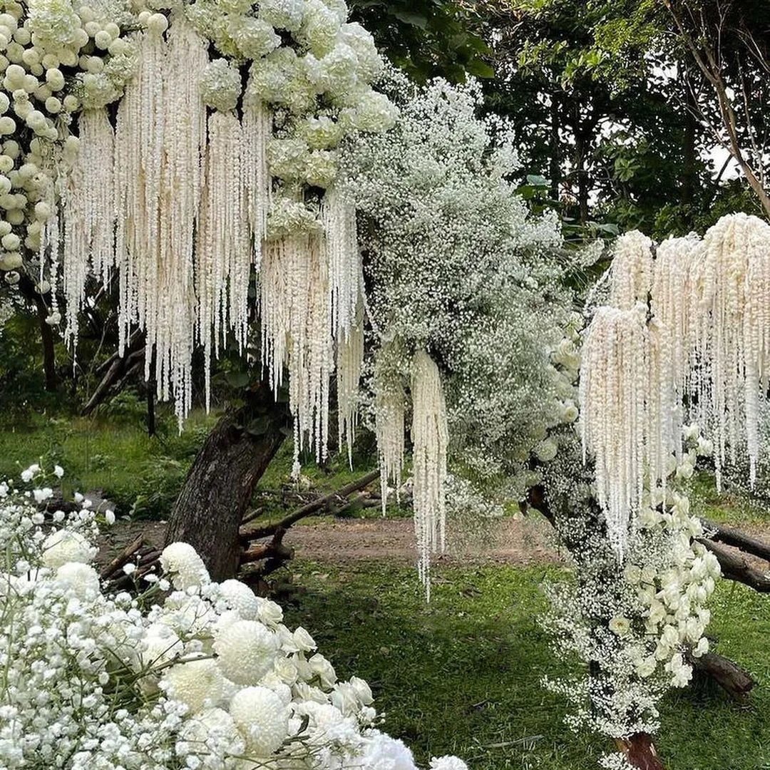 Preserved flowers & plants wholesale Natural Real Flower Preserved Amaranthus Hanging dried flowers for wedding decoration