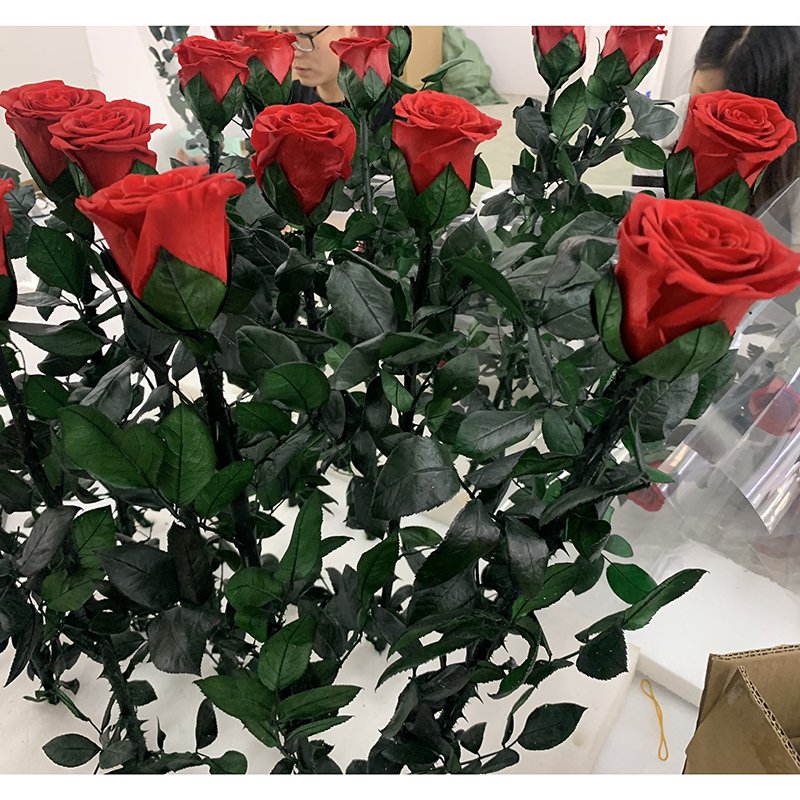 long steam roses preserve Everlasting long life rose Enchanted Long Lasting eternity Infinity forever preserved roses with stem