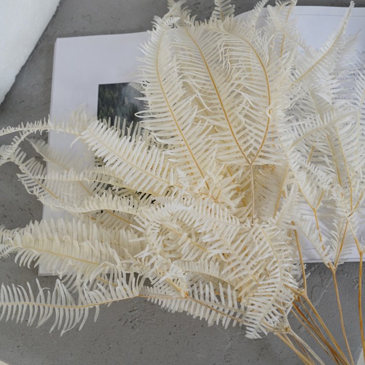 SumFlora Most popular Import preserved flower natural big fern leaf for home decoration