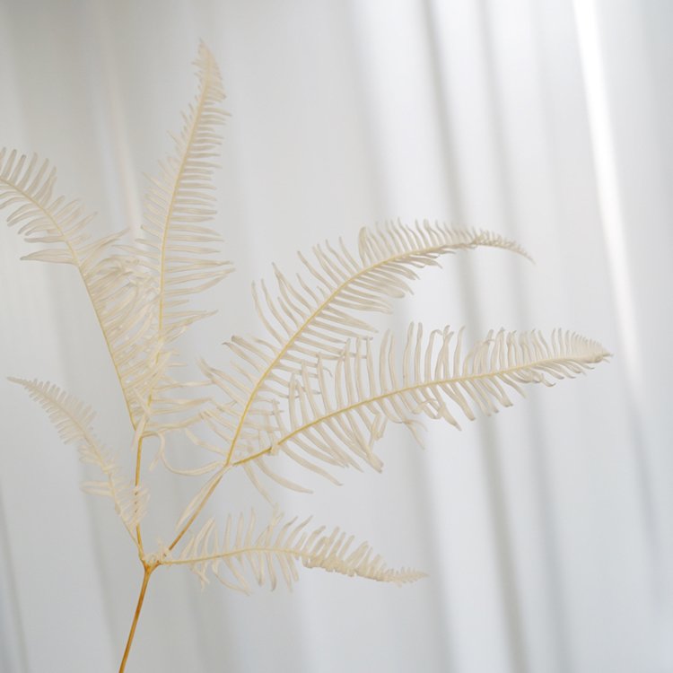 SumFlora Most popular Import preserved flower natural big fern leaf for home decoration