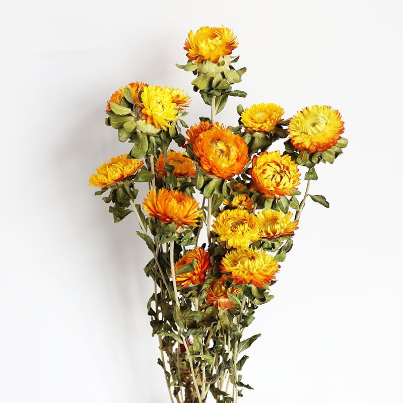 Dry Daisies Home Furnishings Decor DYI Flowers Arrangement Natural Decoration Accessories Helichrysum Dried Flower Bouquet