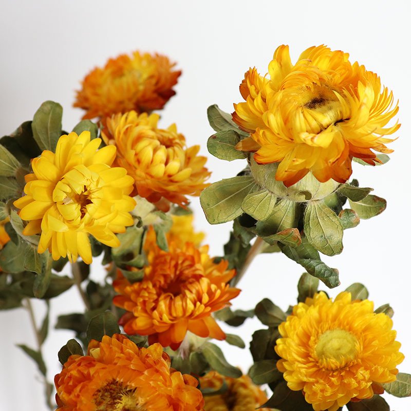 Dry Daisies Home Furnishings Decor DYI Flowers Arrangement Natural Decoration Accessories Helichrysum Dried Flower Bouquet