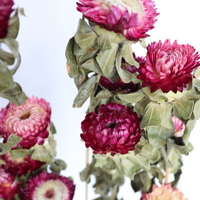 Dry Daisies Home Furnishings Decor DYI Flowers Arrangement Natural Decoration Accessories Helichrysum Dried Flower Bouquet