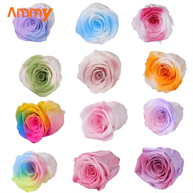 Ammy A Grade 4-5 Cm Preserved Rose head flower Christmas flower material rainbow color flowers double color decoration