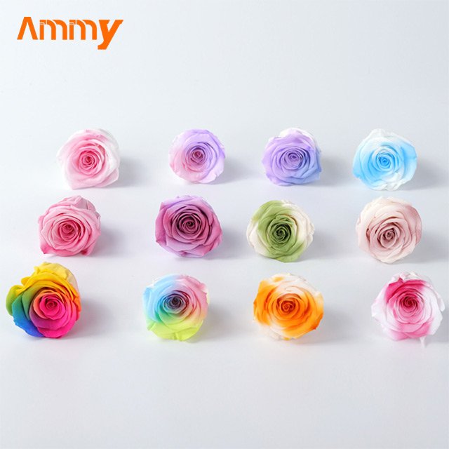 Ammy A Grade 4-5 Cm Preserved Rose head flower Christmas flower material rainbow color flowers double color decoration