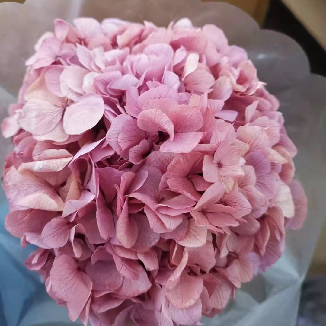 preserved flowers and plants Hot selling preserved dry flowers big leaf hydrangea for wedding
