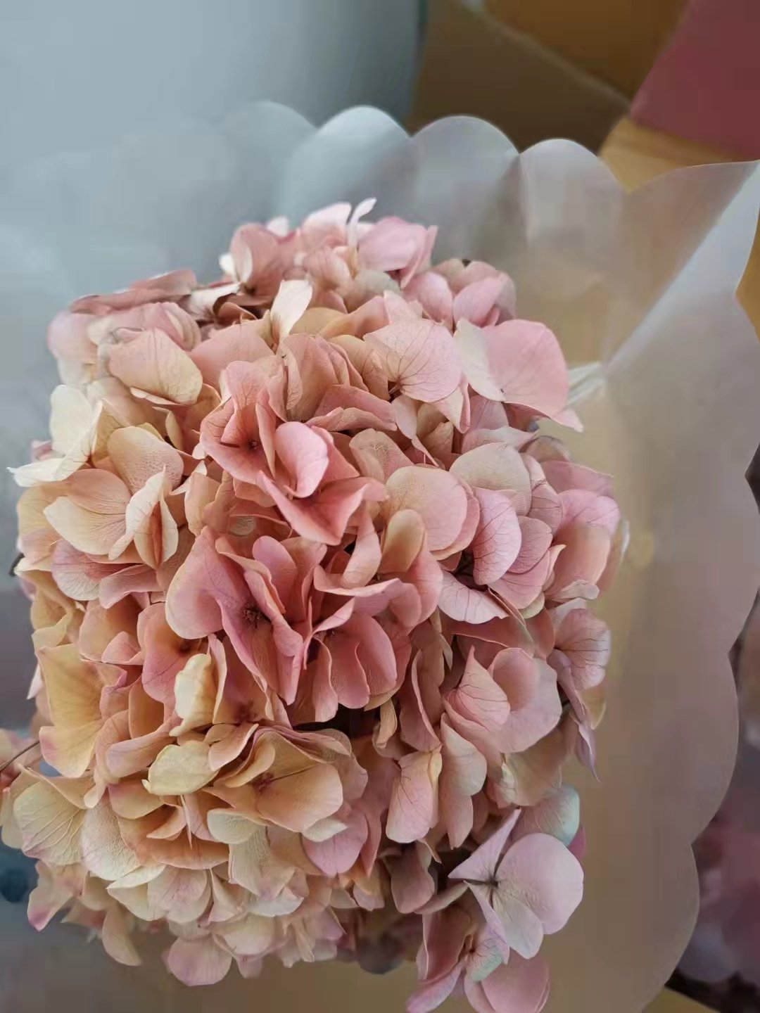 preserved flowers and plants Hot selling preserved dry flowers big leaf hydrangea for wedding
