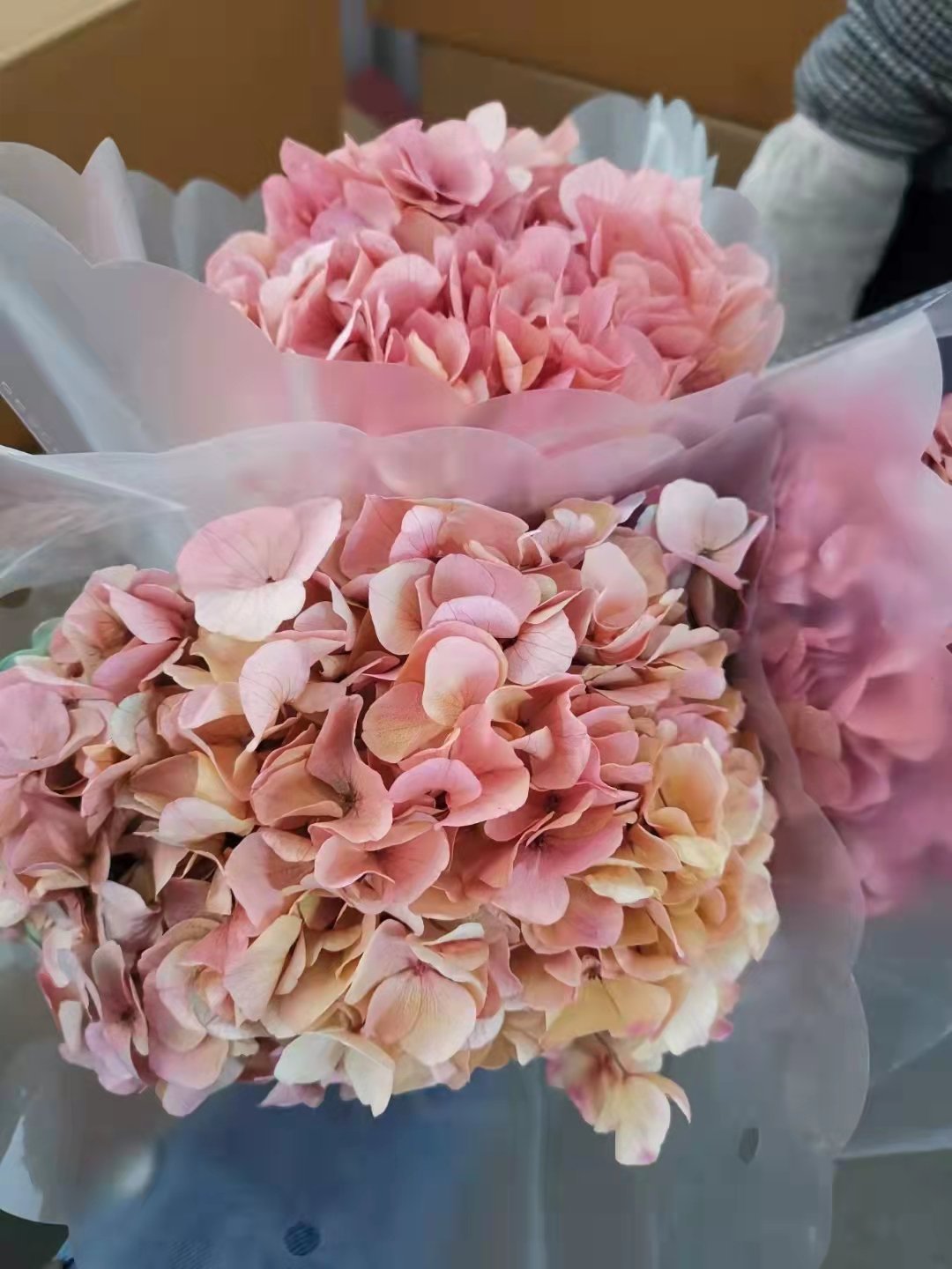 preserved flowers and plants Hot selling preserved dry flowers big leaf hydrangea for wedding