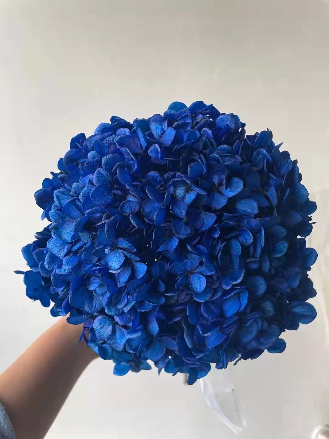 preserved flowers and plants Hot selling preserved dry flowers big leaf hydrangea for wedding
