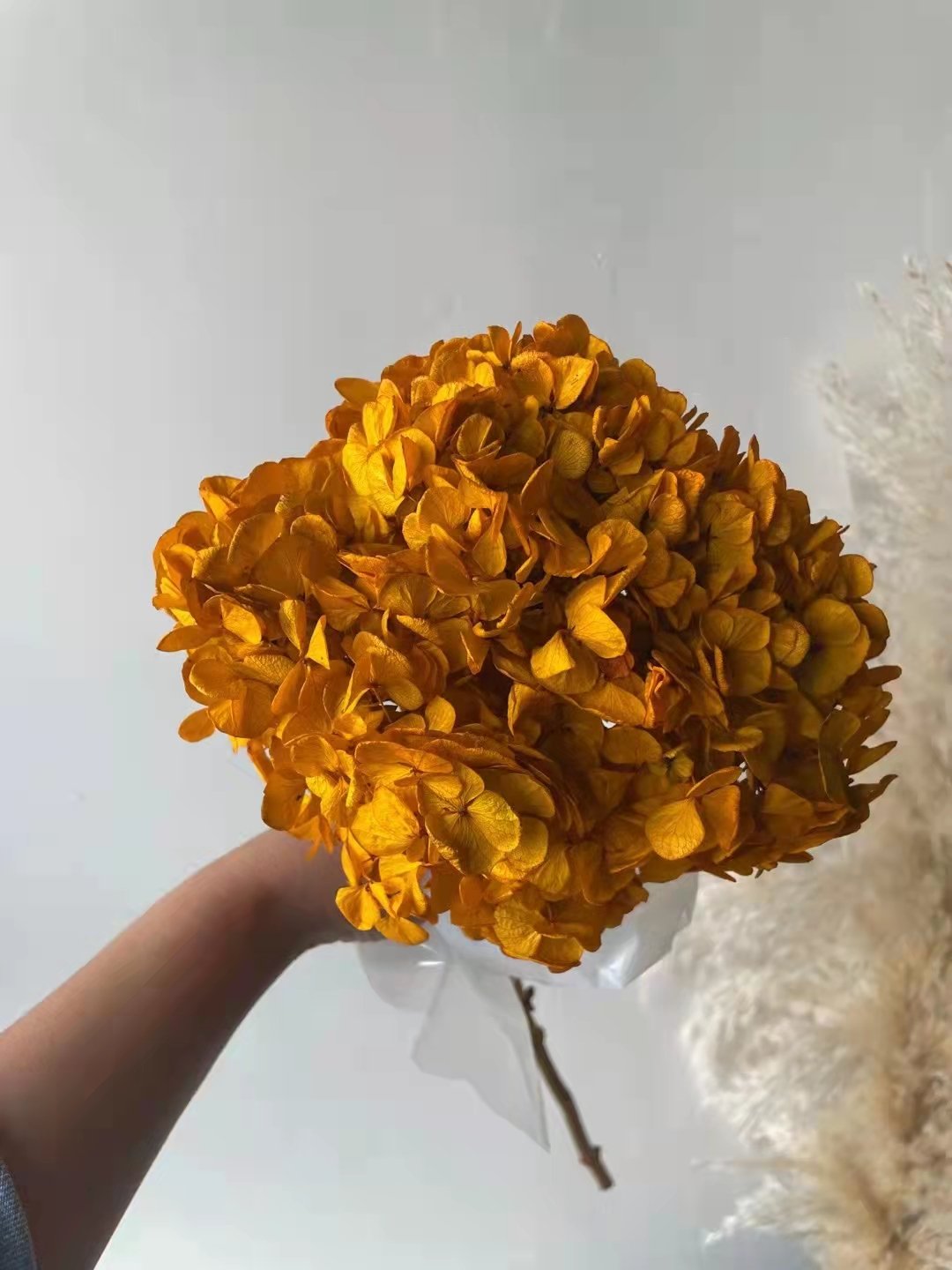 preserved flowers and plants Hot selling preserved dry flowers big leaf hydrangea for wedding
