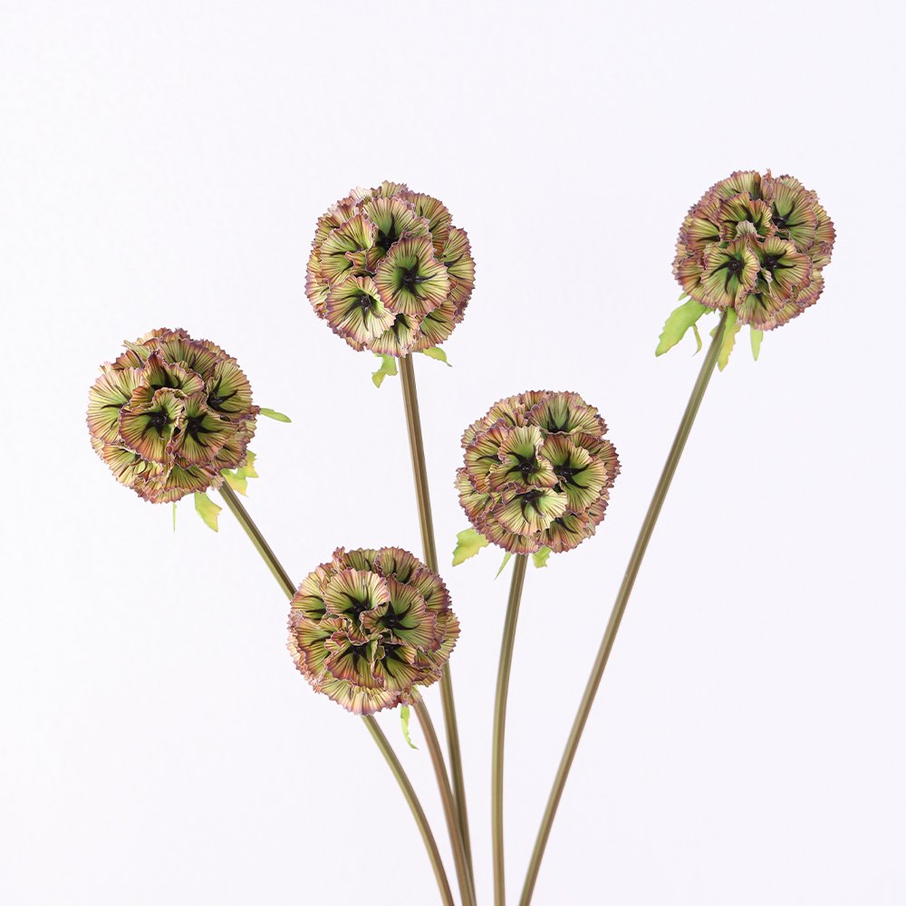 Preserved Windmill wholesale ball shape dry flower windmill fruit flowers Scabiosa Atropurpurea Pristimera Preserved Flower