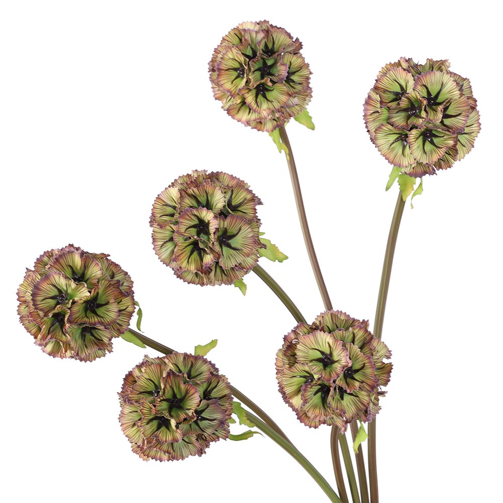 Preserved Windmill wholesale ball shape dry flower windmill fruit flowers Scabiosa Atropurpurea Pristimera Preserved Flower