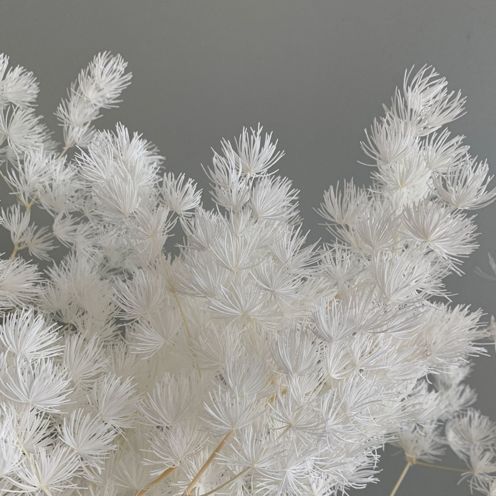Natural Preserved Ming fern flower, Asparagus, needle leaves
