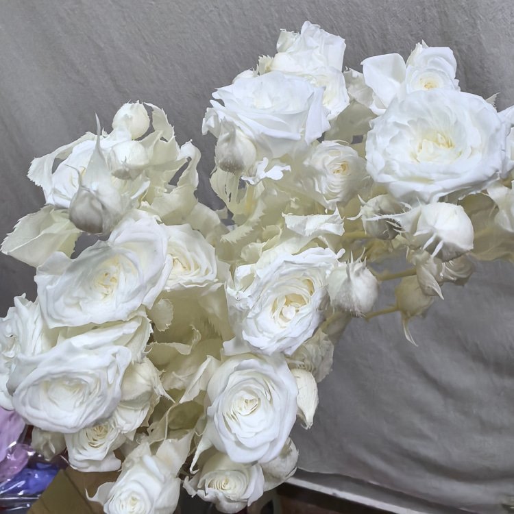 Preserved roses multiple heads with stem materials for bouquet Christmas & Wedding Decorations with Fresh Roses Wedding Favors