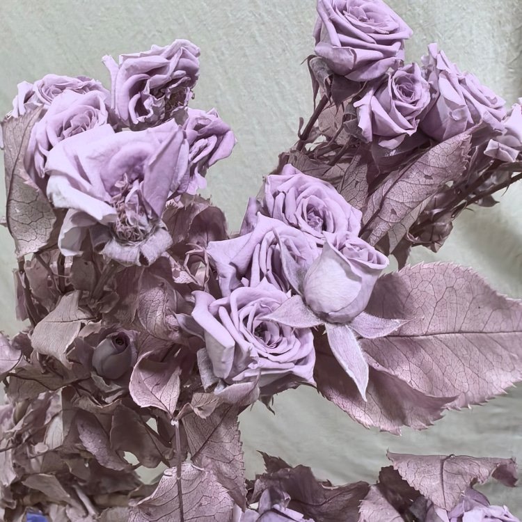 Preserved roses multiple heads with stem materials for bouquet Christmas & Wedding Decorations with Fresh Roses Wedding Favors