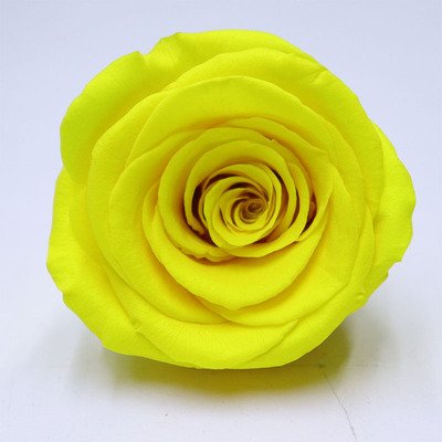 5-6CM 6pcs Level A Preserved Rose Flowers Head Forever Roses Real Eternal Rose for Wedding Home Decoration
