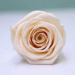 cream