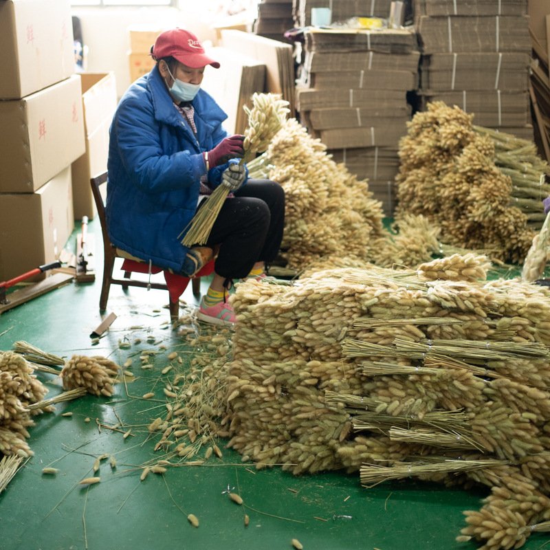 Wholesale Decorative Rabbit Tail Grass Dried Lagurus Ovatus Bunches for Easter Valentine's Day Mother's Day Wedding Decorations