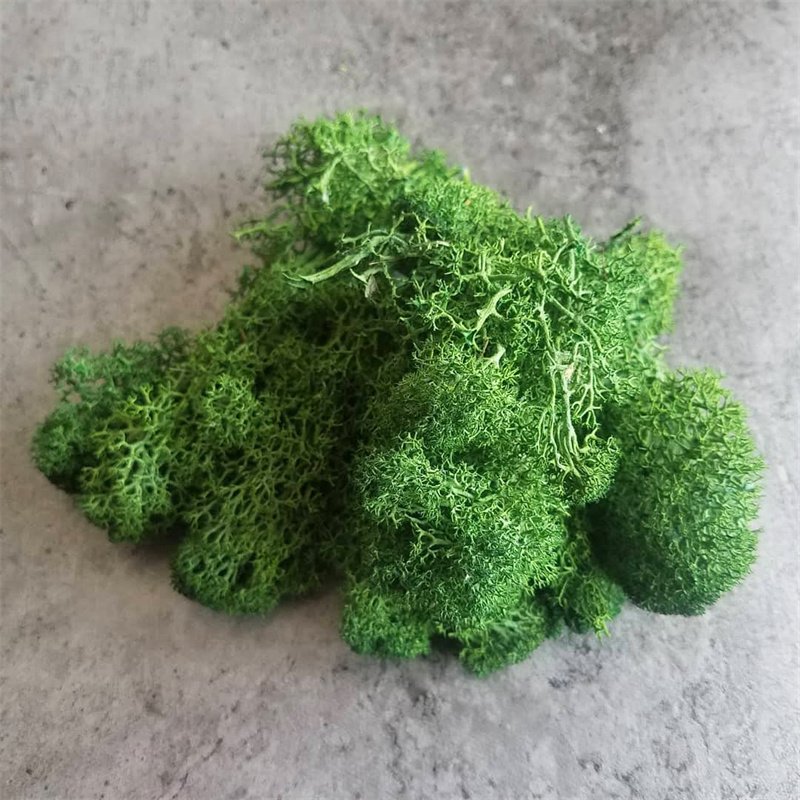 500g Preserved Reindeer Craft Moss Natural Green 02 DIY Kit Terrariums Garden Art Wall Preserved Plants Moss