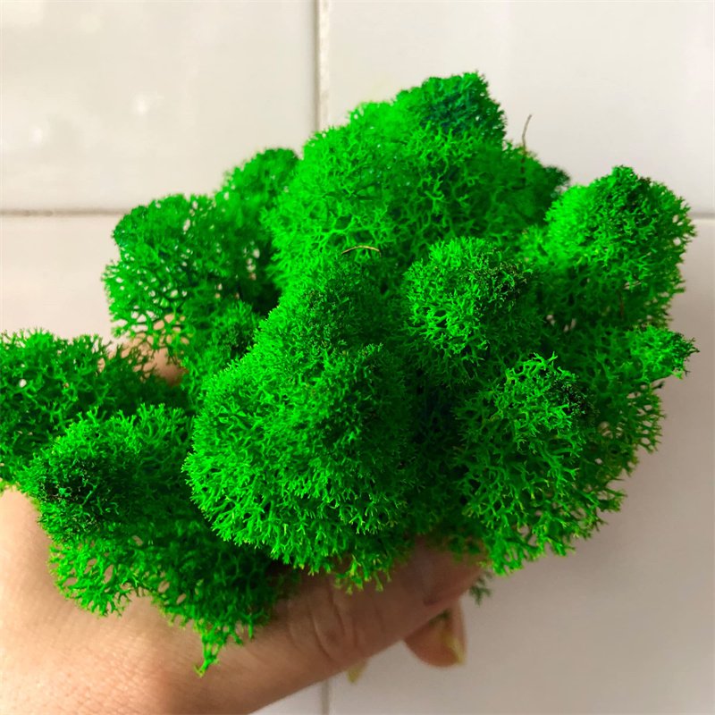 500g Preserved Reindeer Craft Moss Natural Green 02 DIY Kit Terrariums Garden Art Wall Preserved Plants Moss