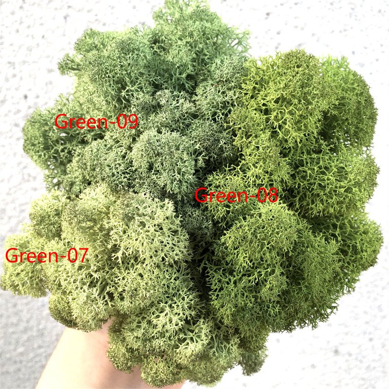 500g Preserved Reindeer Craft Moss Natural Green 02 DIY Kit Terrariums Garden Art Wall Preserved Plants Moss