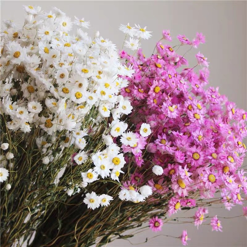 Preserved Flowers Bouquet Artificial Wildflowers Chrysanthemum Dried Rodanthe daisy flower For Home Decoration