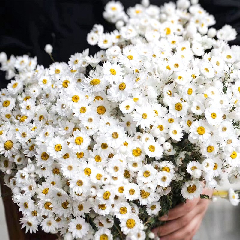 Preserved Flowers Bouquet Artificial Wildflowers Chrysanthemum Dried Rodanthe daisy flower For Home Decoration
