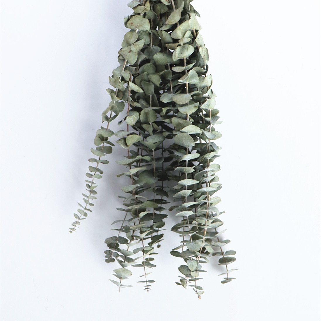 2024 Preserved Flowers Plants Dried Eucalyptus Bundle Fresh Eucalyptus Branches for arrangement wedding floral decor home decor