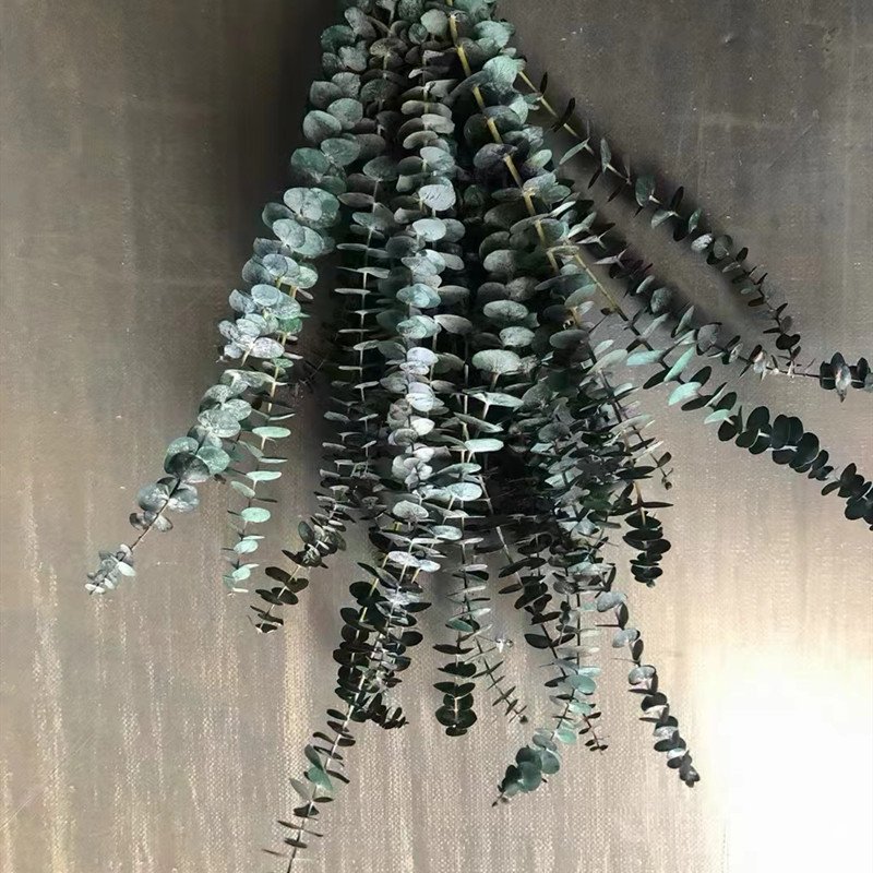 2024 Preserved Flowers Plants Dried Eucalyptus Bundle Fresh Eucalyptus Branches for arrangement wedding floral decor home decor