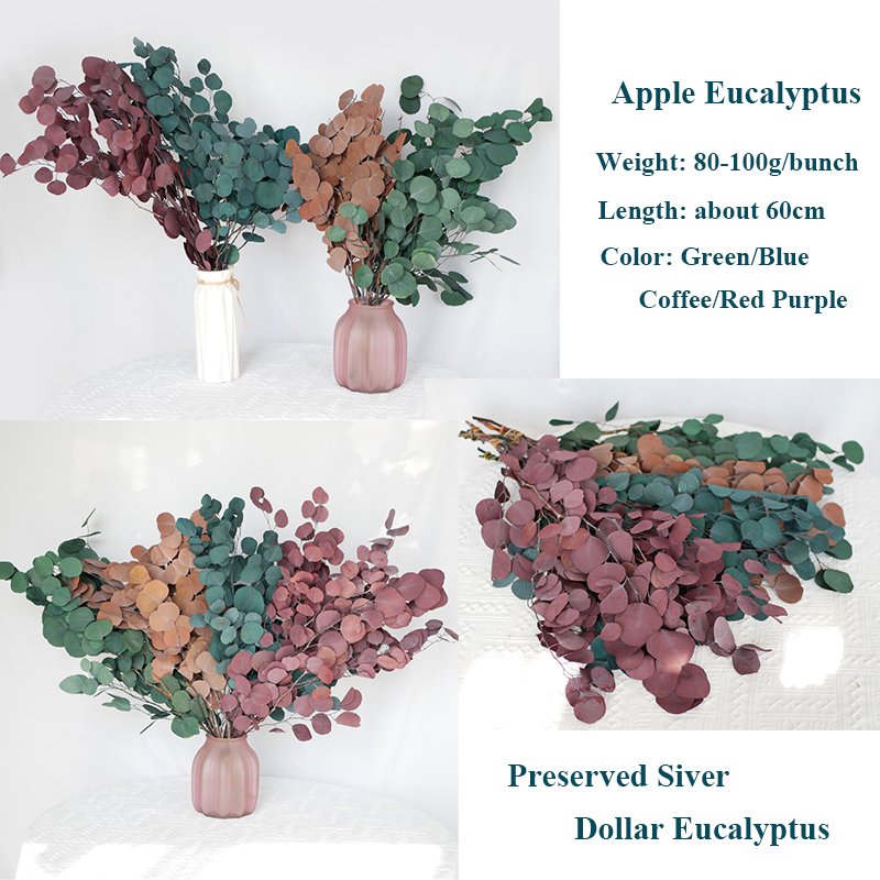 Preserved Silver Dollar Eucalyptus Eucalyptus Trunk Branches Round Leaves Preserved Apple Round Silver Dollar Eucalyptus