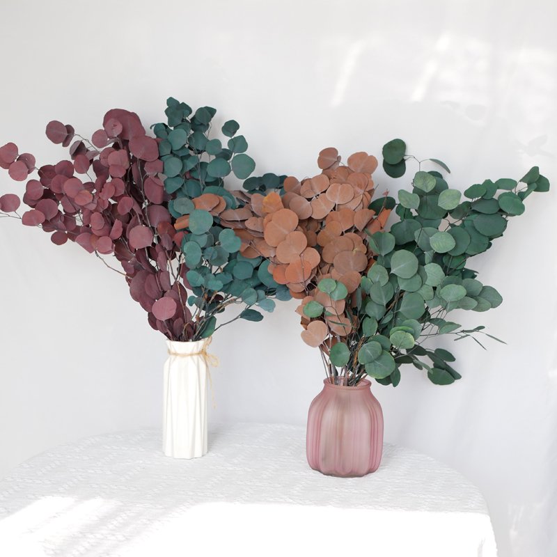 Preserved Silver Dollar Eucalyptus Eucalyptus Trunk Branches Round Leaves Preserved Apple Round Silver Dollar Eucalyptus