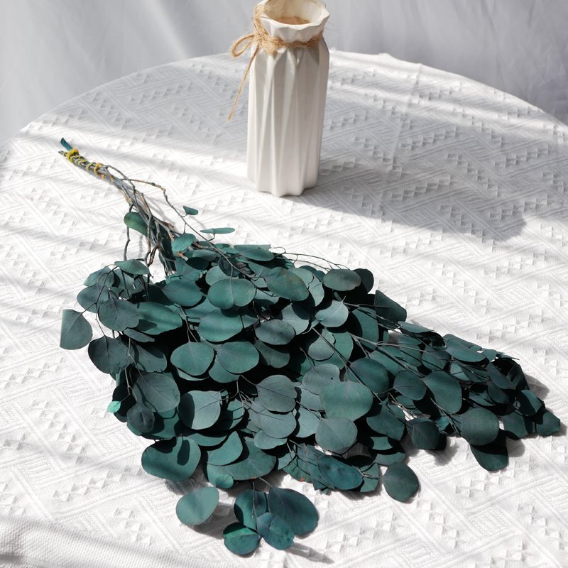 Preserved Silver Dollar Eucalyptus Eucalyptus Trunk Branches Round Leaves Preserved Apple Round Silver Dollar Eucalyptus