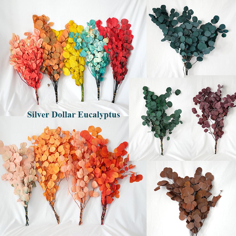Preserved Silver Dollar Eucalyptus Eucalyptus Trunk Branches Round Leaves Preserved Apple Round Silver Dollar Eucalyptus