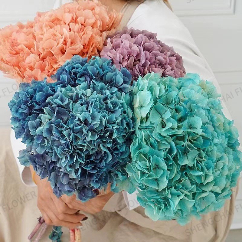 Wholesale Natural Real Touch Anna Hydrangea Preserved Flower Dried Flowers Anna Hydrangea flowers For Wedding or Home Decor