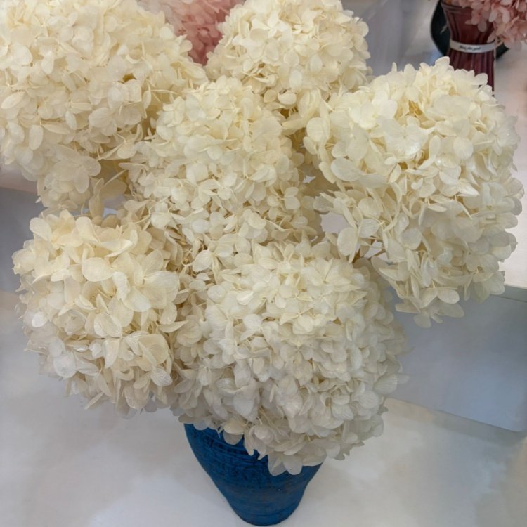 Wholesale Natural Real Touch Anna Hydrangea Preserved Flower Dried Flowers Anna Hydrangea flowers For Wedding or Home Decor