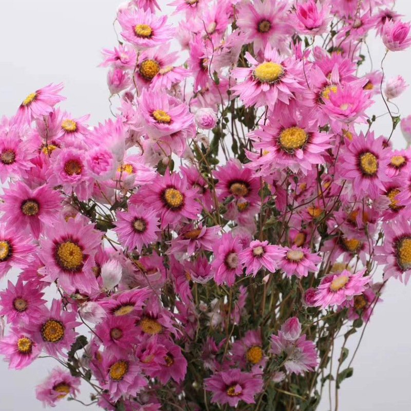 2023 most popular dried Rodanthe preserved Flower Decorative Flowers for Home Decoration