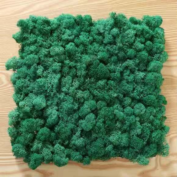 Wholesale preserved moss wall letters box lichen stabilized iceland moss