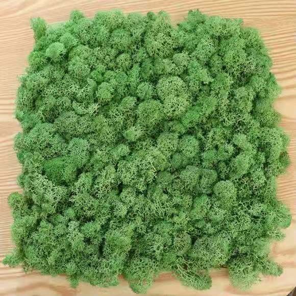 Wholesale preserved moss wall letters box lichen stabilized iceland moss
