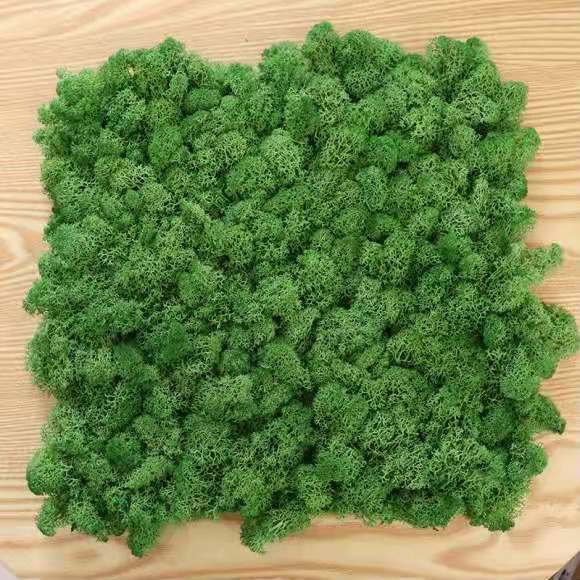 Wholesale preserved moss wall letters box lichen stabilized iceland moss