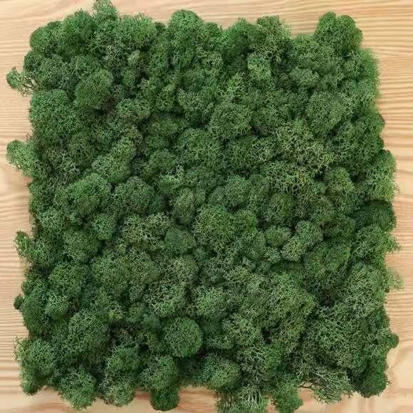 Wholesale preserved moss wall letters box lichen stabilized iceland moss