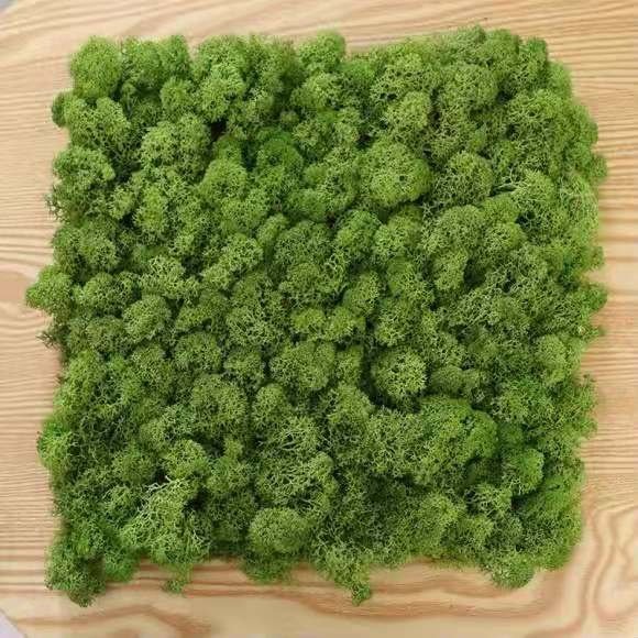 Wholesale preserved moss wall letters box lichen stabilized iceland moss
